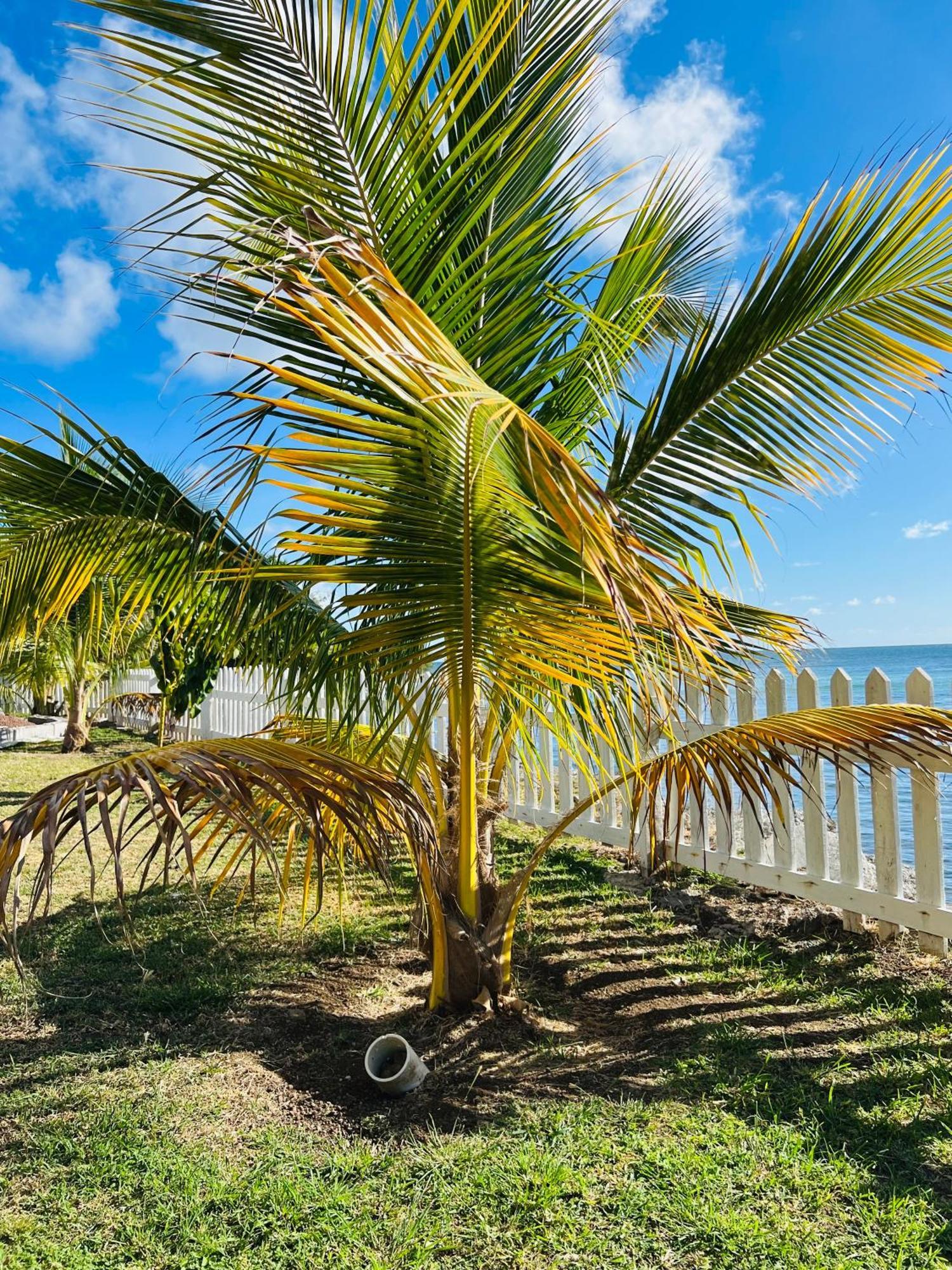 Sealavie Apartments - Grenada St. George's Luaran gambar